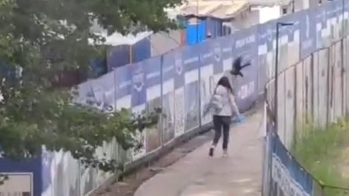 У Києві ворони знову атакують людей: відео У Києві ворони знову атакують людей: відео