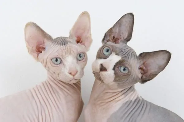Коти породи сфінкс Коти породи сфінкс