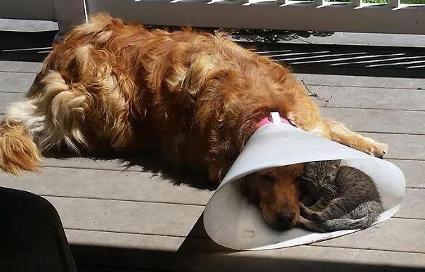 Лучший друг всегда поможет спрятаться от солнца