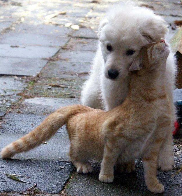 Милые бездомные животные утешают друг друга