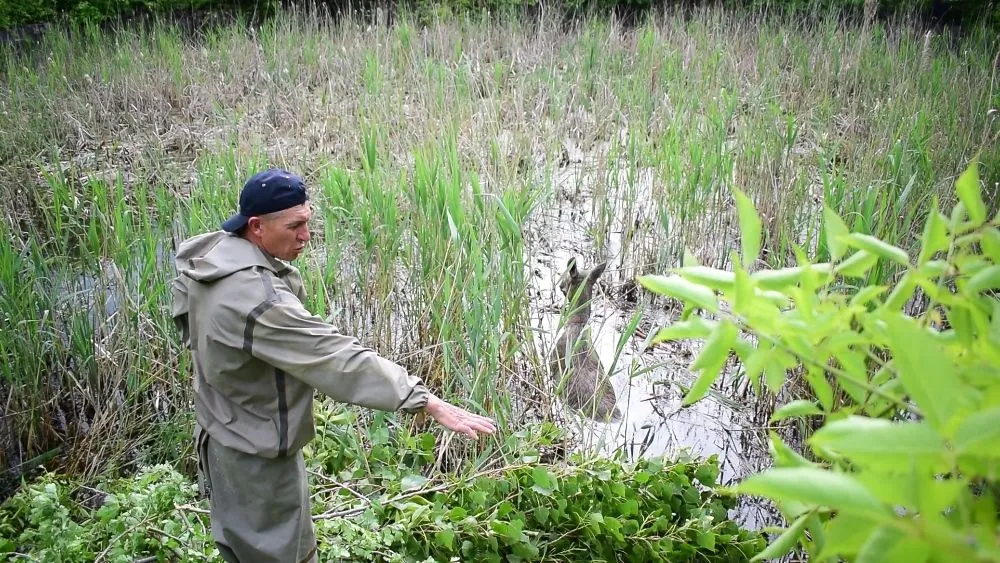 Лосиха у воді