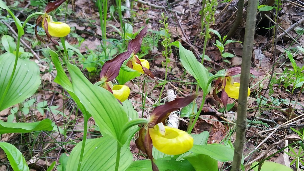 На Київщині розквітла рідкісна орхідею черевички Венери: фото На Київщині розквітла рідкісна орхідею черевички Венери: фото