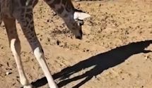 Что это такое: жирафенок впервые увидел свою тень и попытался с ней поиграть – милое видео