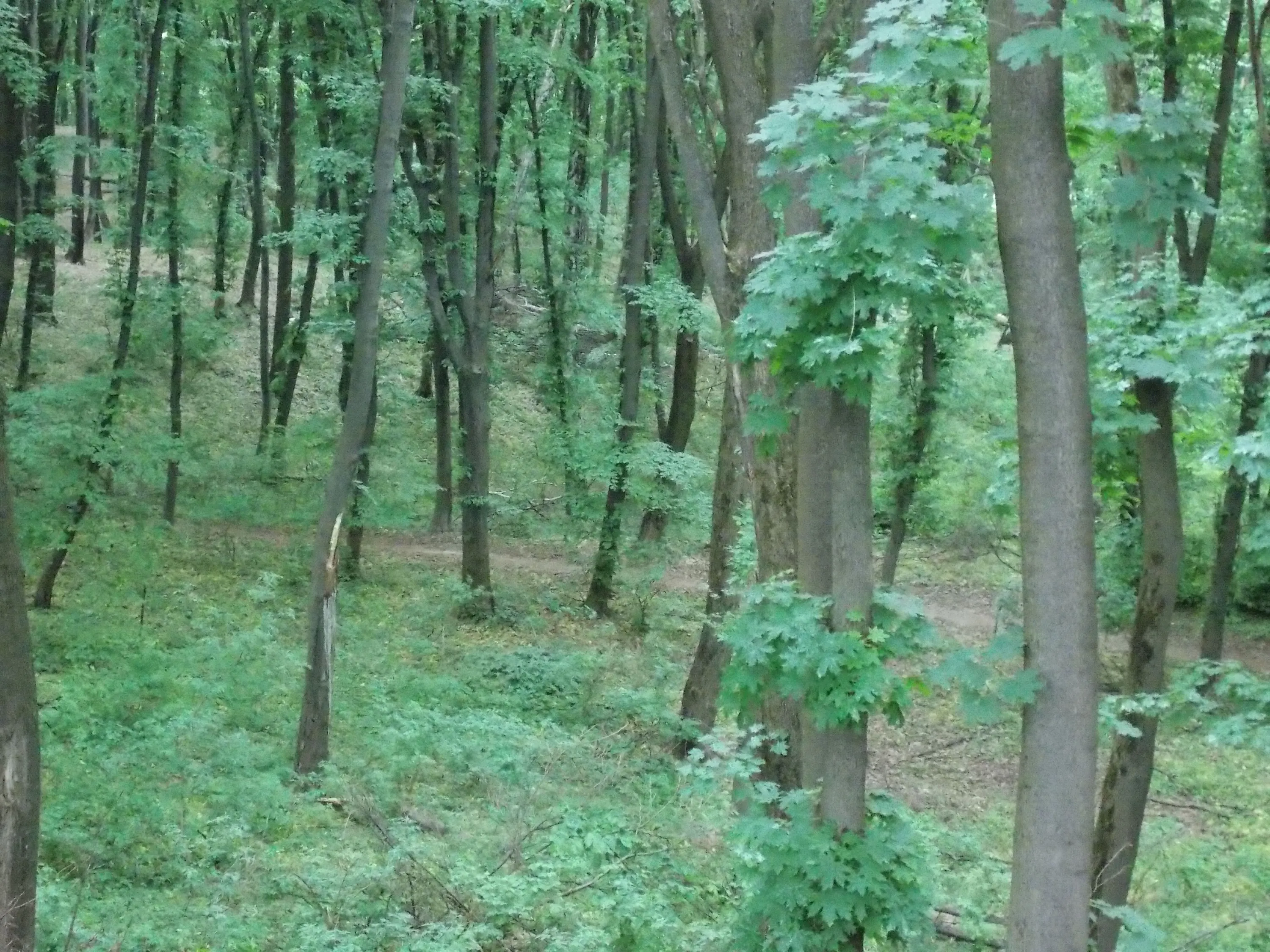 Голосіївський парк. Київ Голосіївський парк. Київ