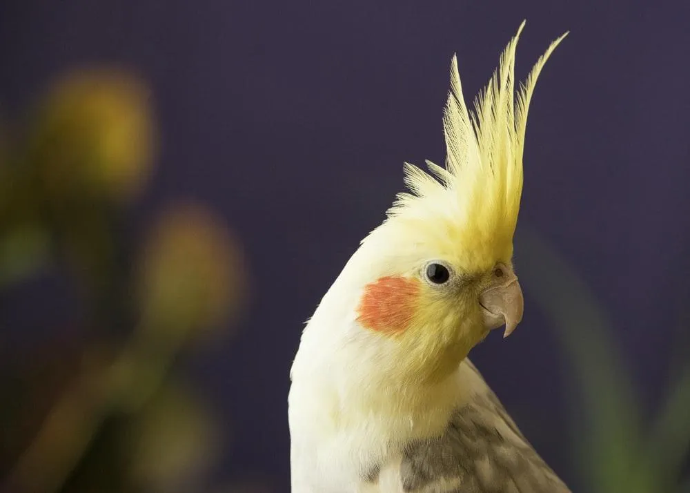 Папуги – кумедні й голосні домашні улюбленці