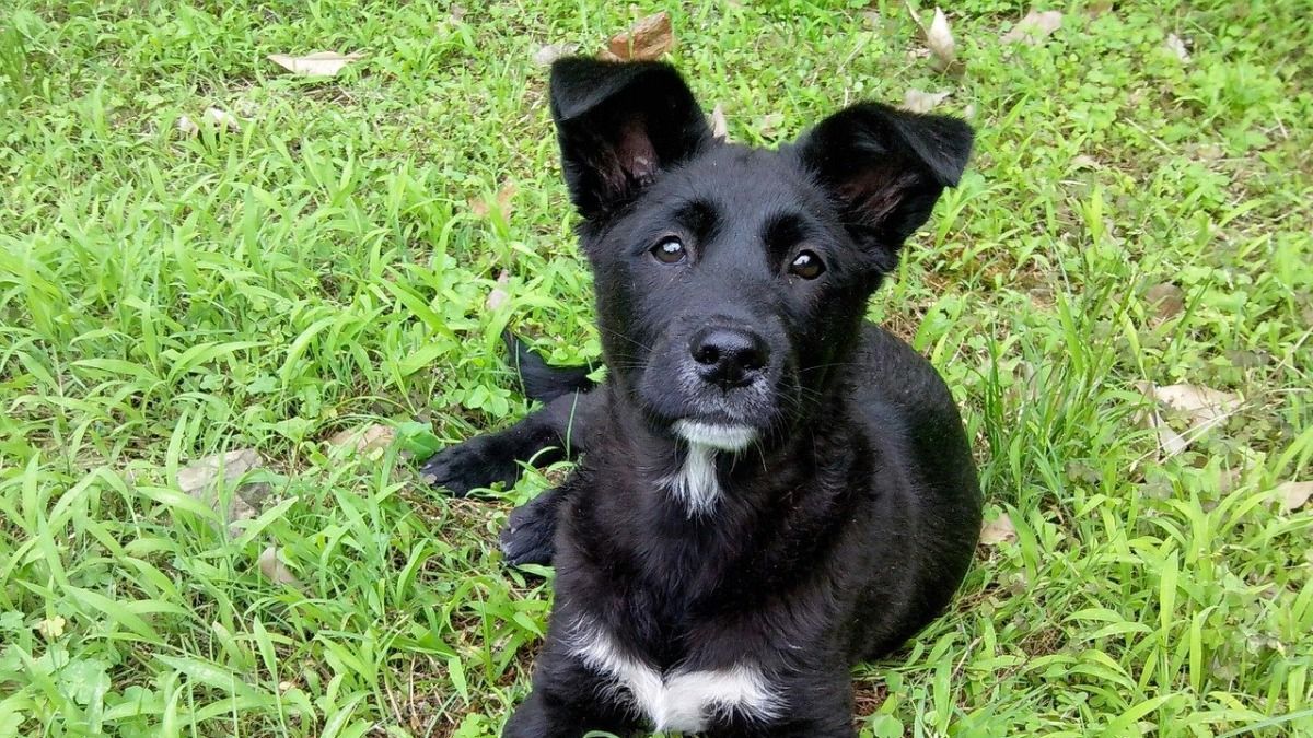 У Києві чоловік викинув собаку з багатоповерхівки: вона не вижила