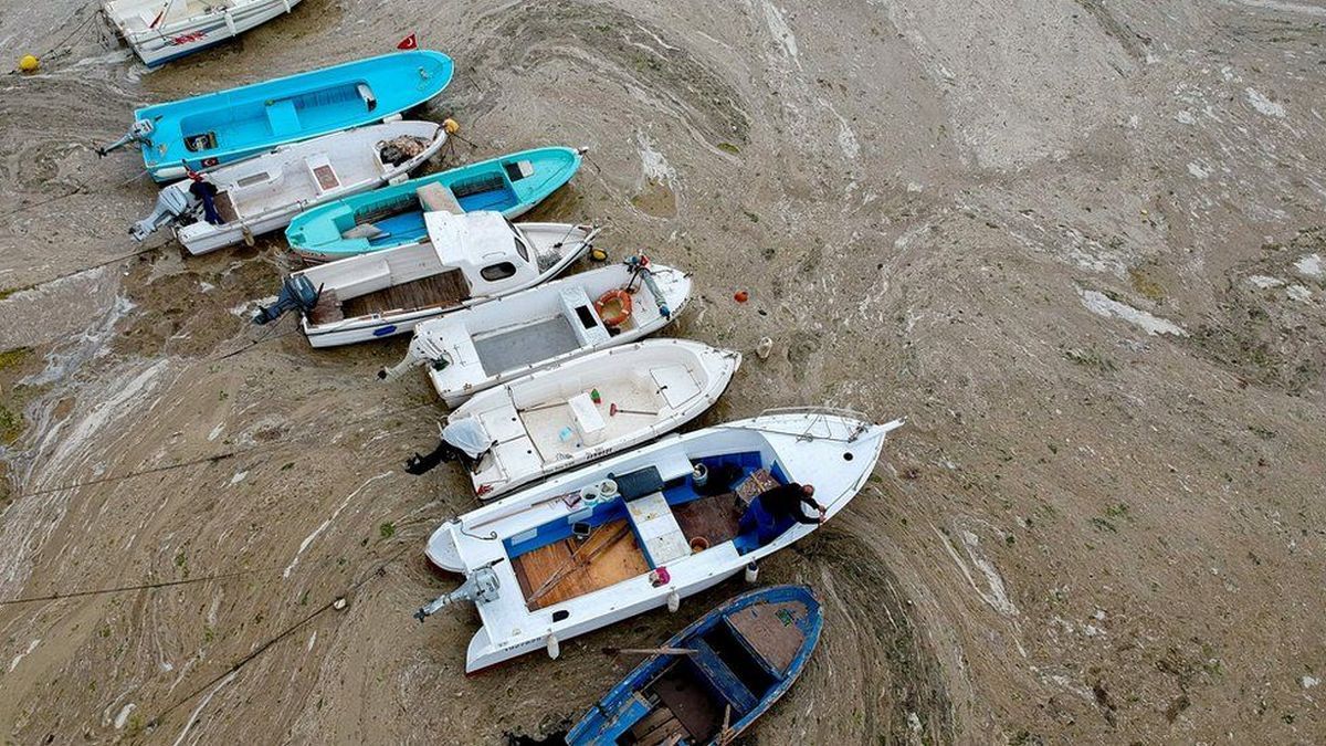 Мармурове море вкрилося морським слизом, що руйнує екосистему