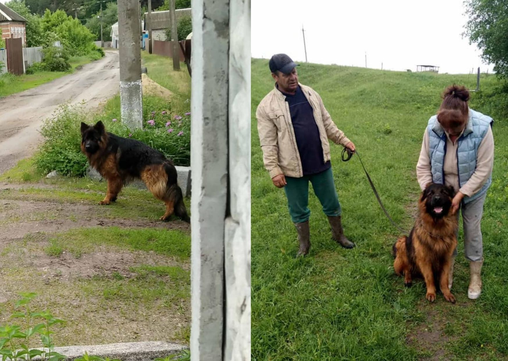 Собаку знайшли через 3 роки: подробиці щасливої історії з Харкова