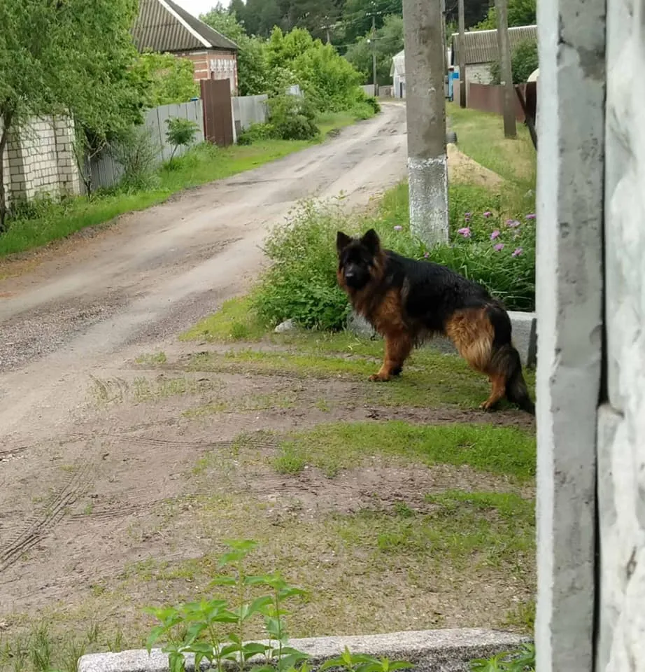 Собаку украли 3 года назад