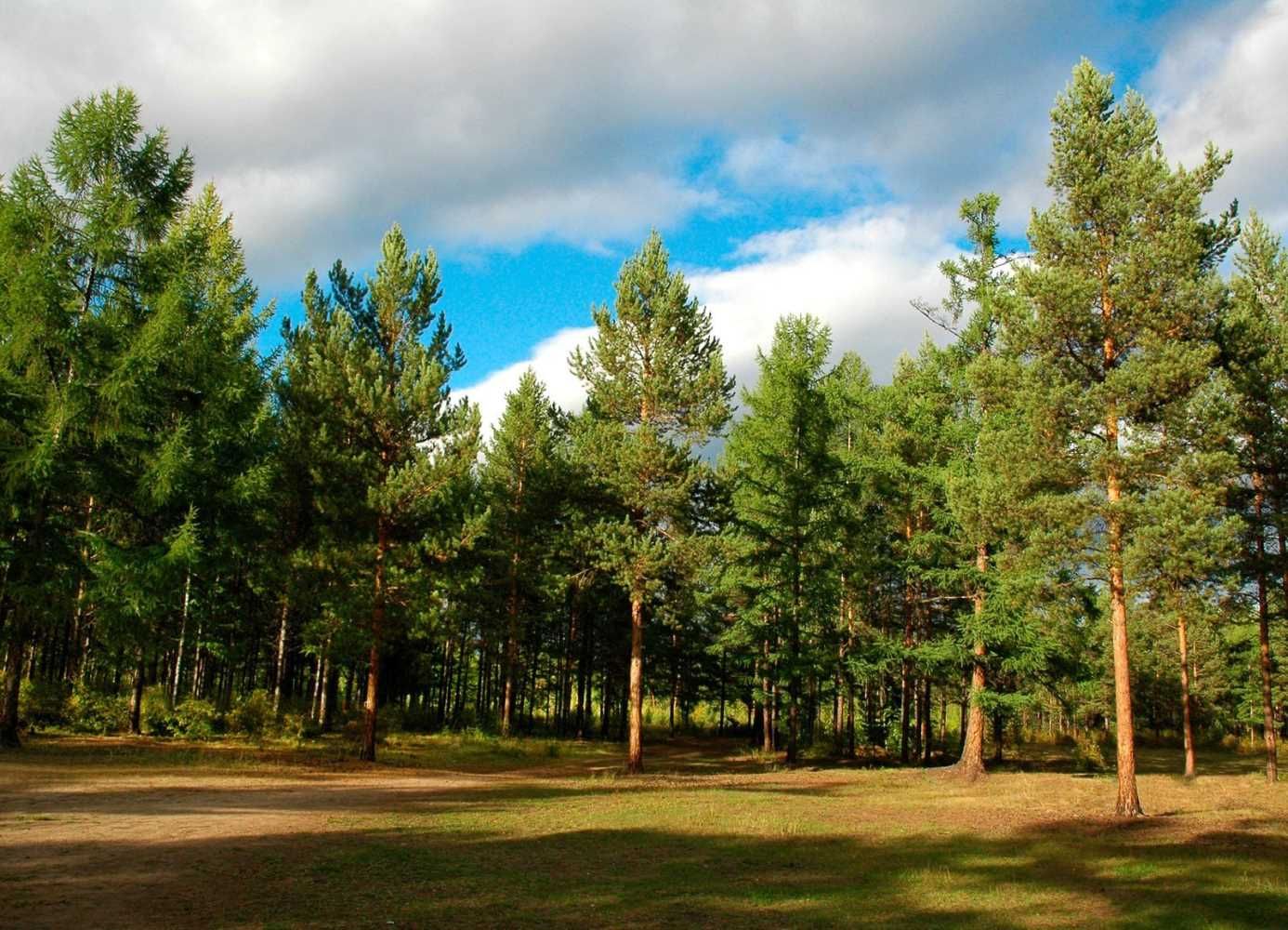 Зеленский подписал приказ о сохранении и восстановлении лесов