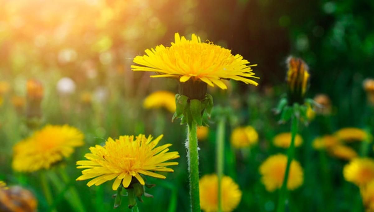 Рецепт вина из одуванчиков, апельсинов и изюма: семья Сивак Рецепт вина из одуванчиков, апельсинов и изюма: семья Сивак