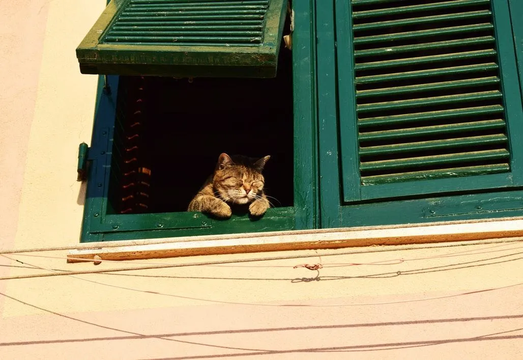 Будь-який кіт може несподівано вистрибнути з вікна