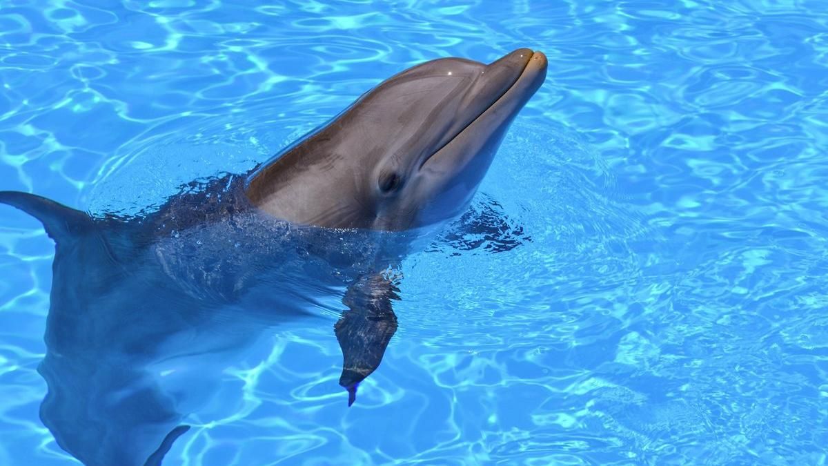 Науковиця розповіла чому дельфін напав на дитину в Одесі 