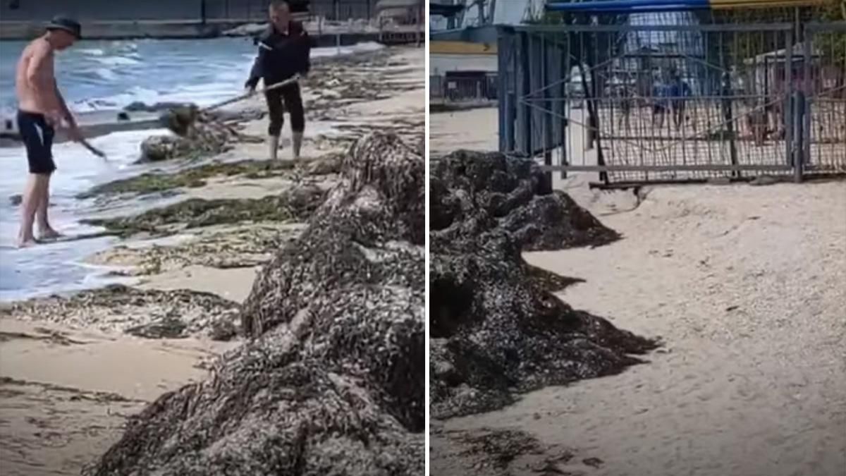 Комунальники Бердянська викидали водорості назад у море: відео Комунальники Бердянська викидали водорості назад у море: відео