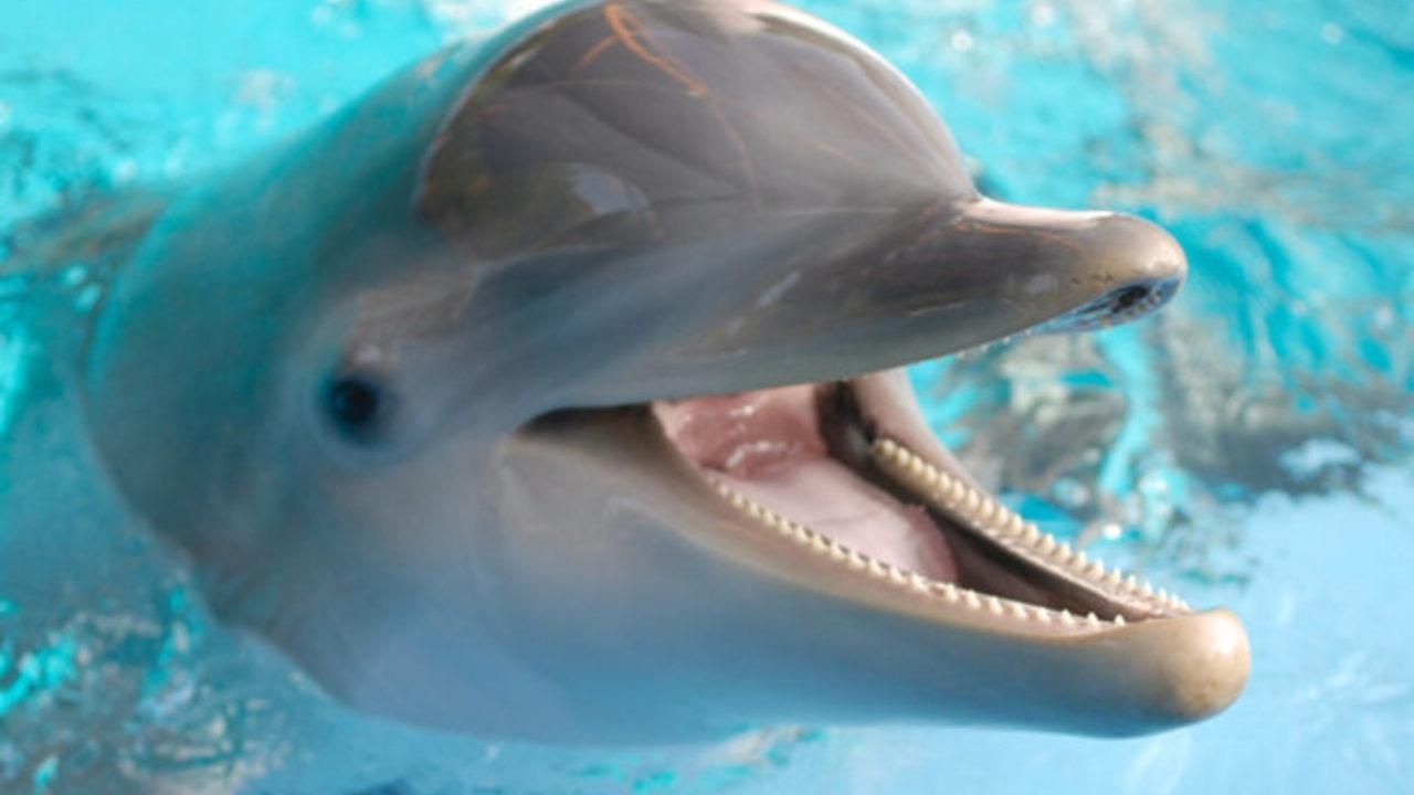 Мати хлопчика, якого вкусив дельфін, не має претензій до дельфінарію