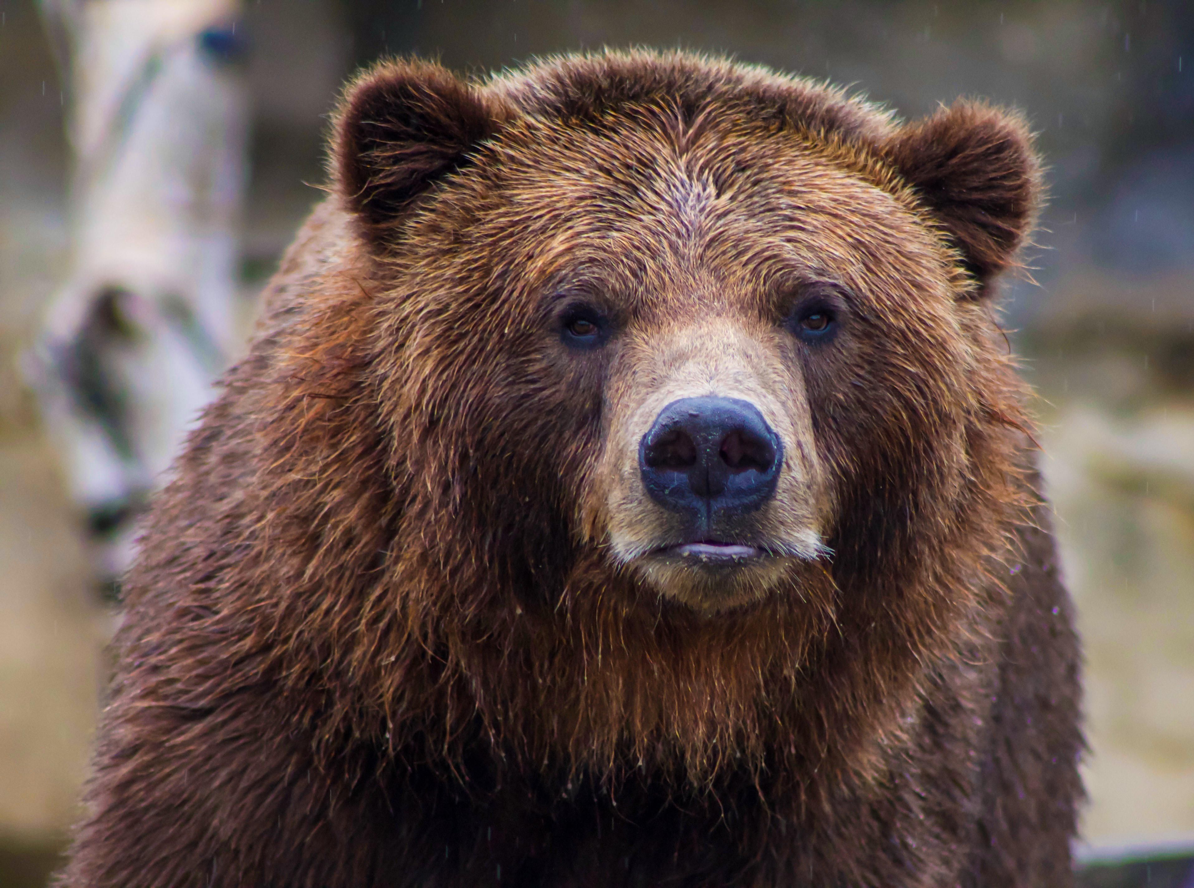 Біля Чернівців блукає ведмідь: людей попередили про небезпеку – фото