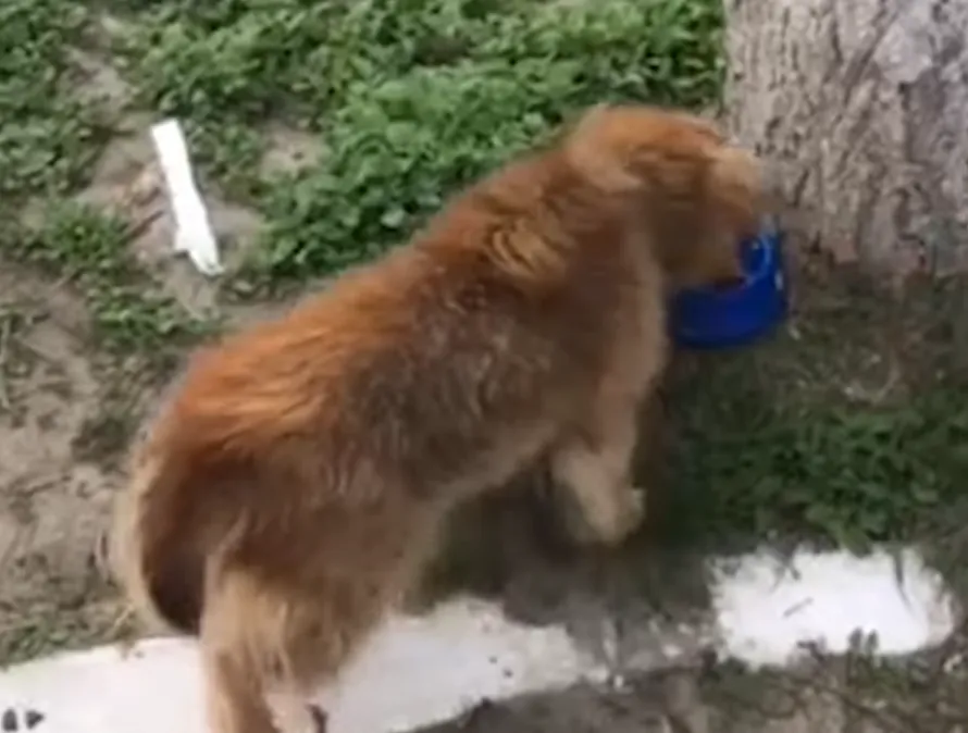 Песики радіють такій турботі Песики радіють такій турботі