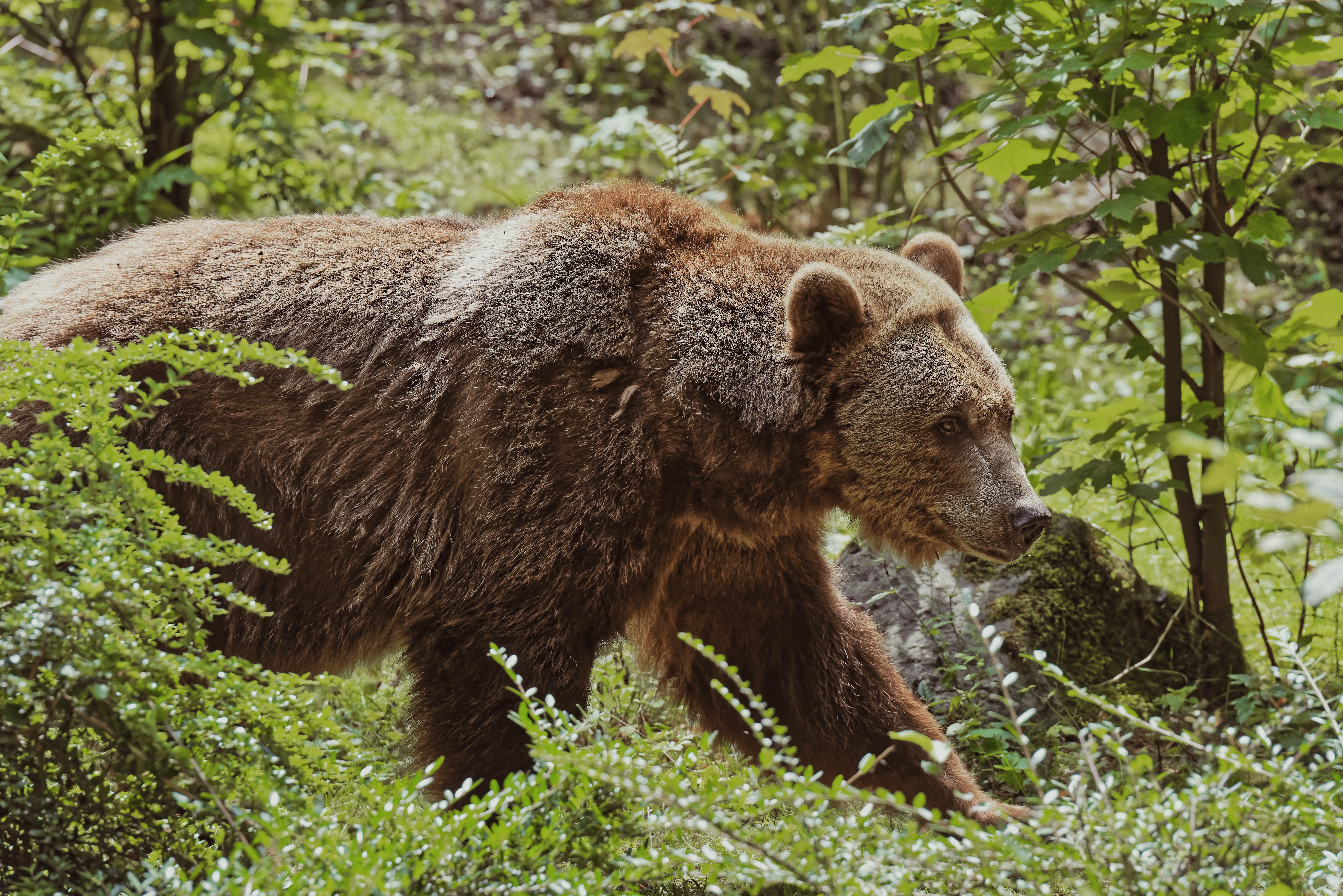 В какой природной зоне живут бурые медведи. Тяньшанский бурый медведь. Тянь-Шанский бурый медведь. Тянь шаньский медведь. Тяньшанский бурый медведь бурые медведи.