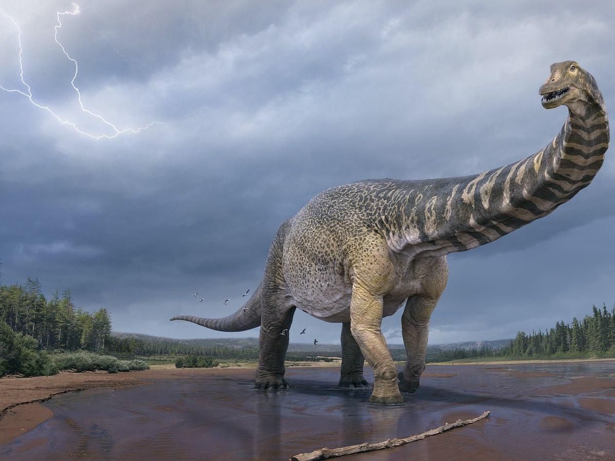 Динозавр с длинной шеей: в Австралии нашли гигантского завропода