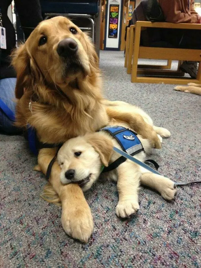 В первый день этот будущий полицейский пес пришел на работу с мамой