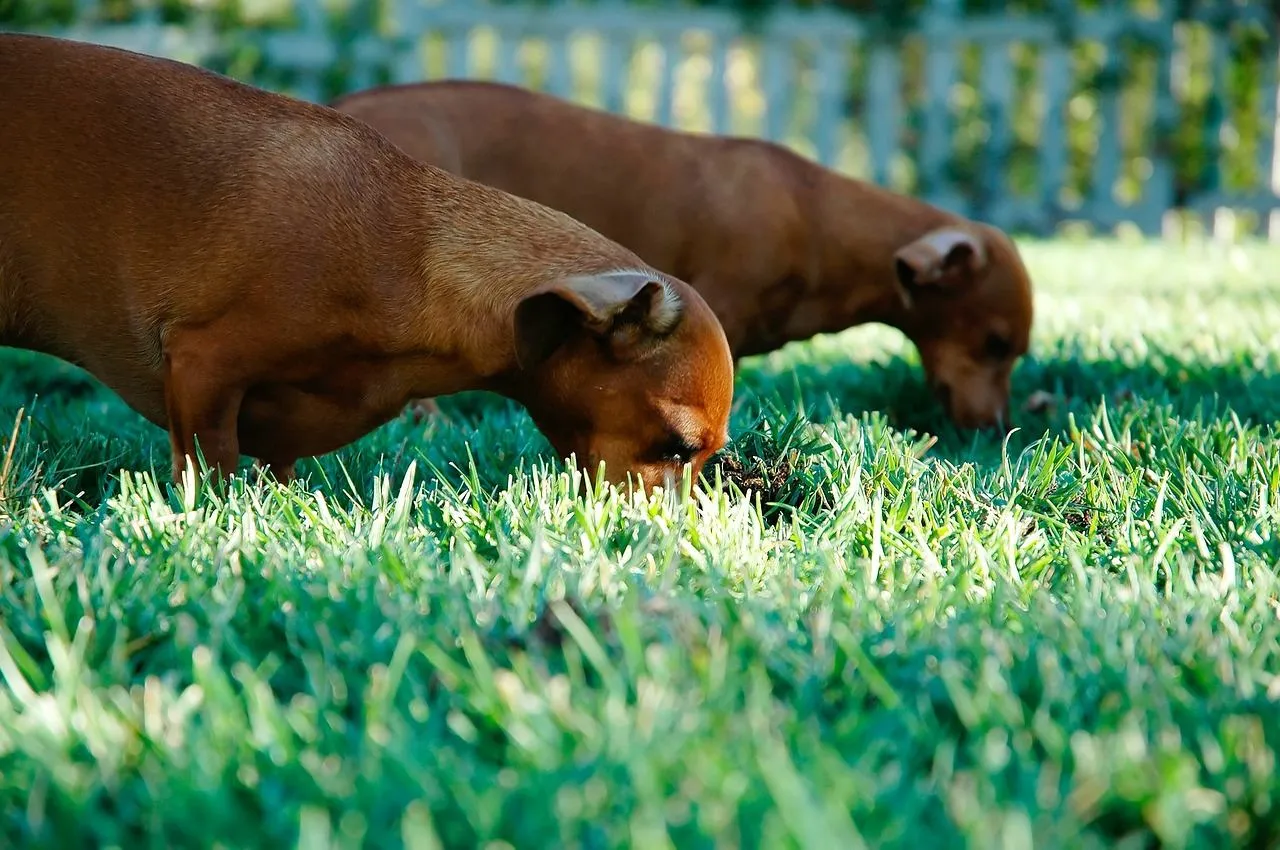 Собаки едят траву