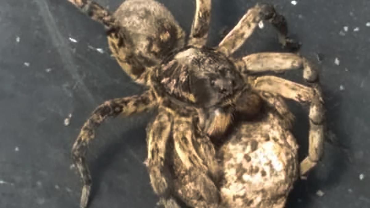 Під Дніпром отруйні пауки нападають на людей Під Дніпром отруйні пауки нападають на людей