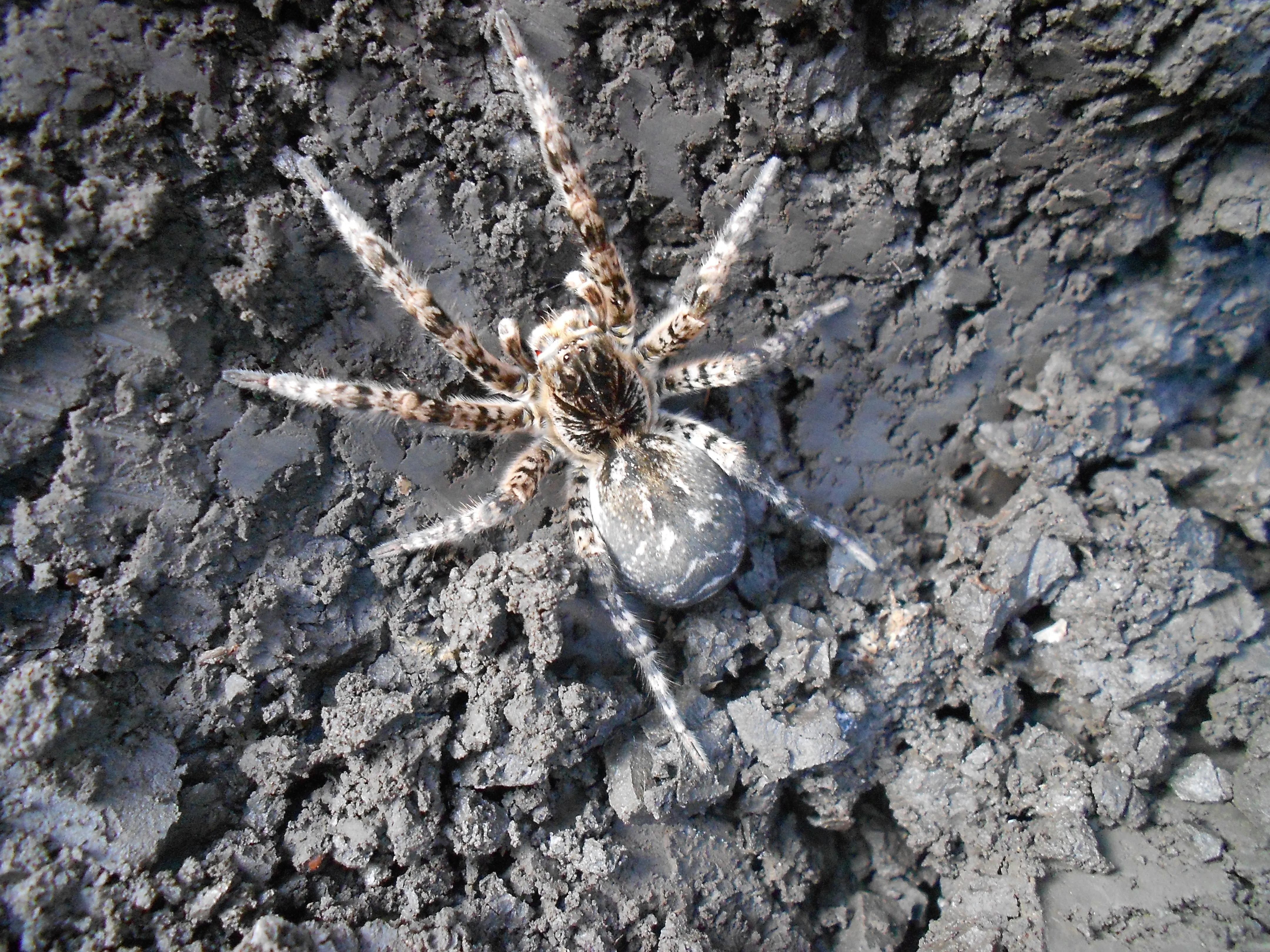 Тарантул Південноруський Дніпро Отруйний павук небезпека комахи