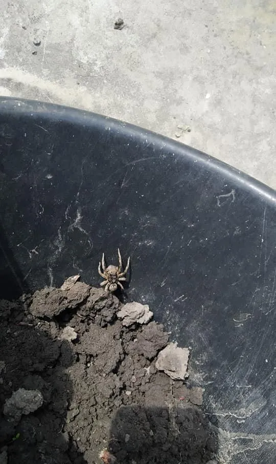 Тарантул Південноруський Дніпро Отруйний павук небезпека комахи