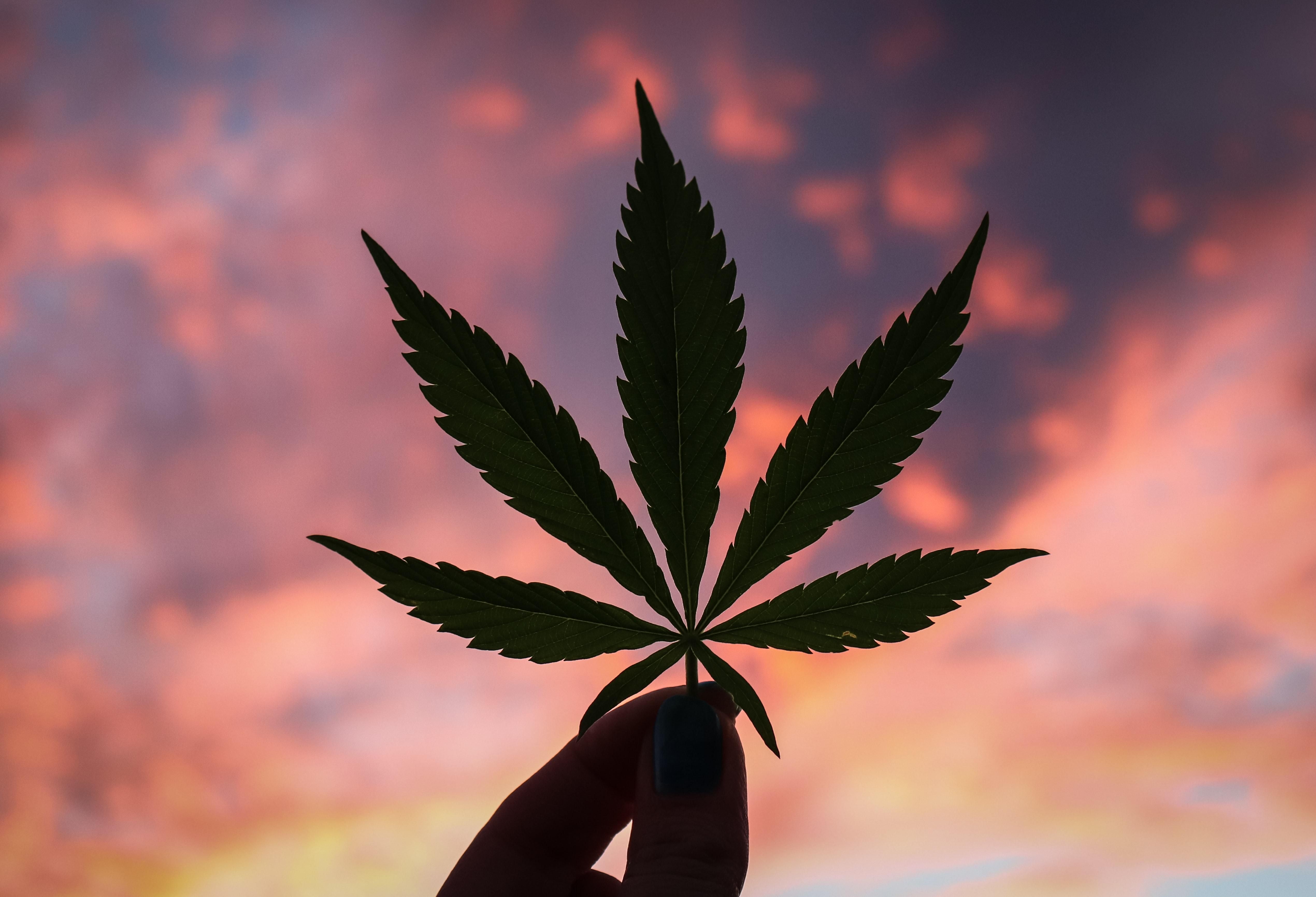 Конопля как лекарственное средство документально про марихуану