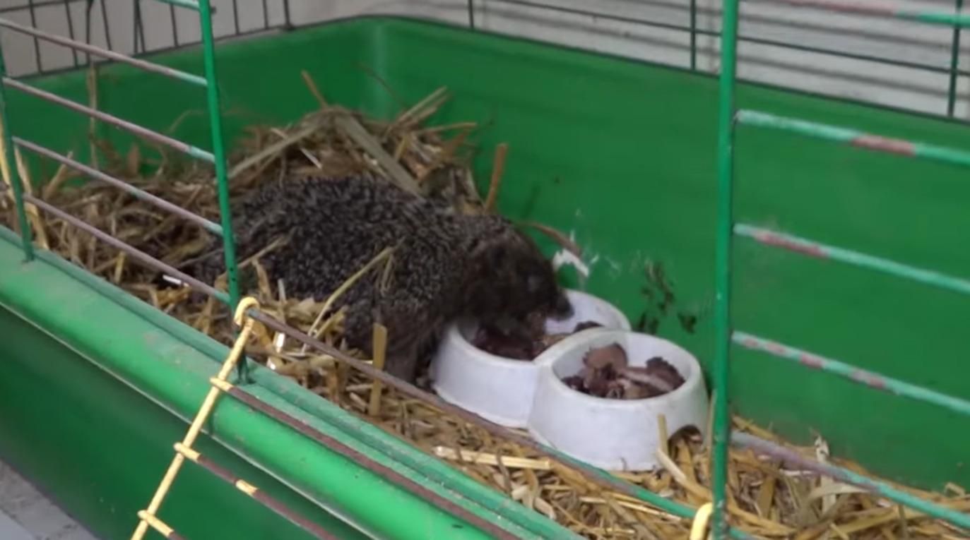 Їжачок прийшов у Одеський зоопарк по допомогу Їжачок прийшов у Одеський зоопарк по допомогу