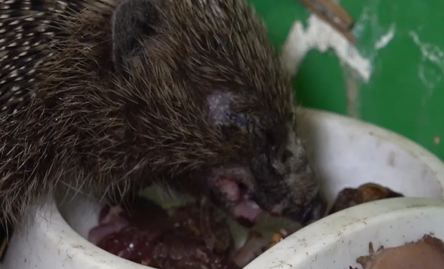 Травмированный глаз ежа Травмированный глаз ежа