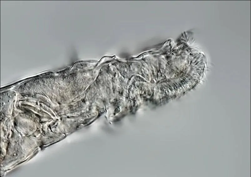 Коловертка Коловертка