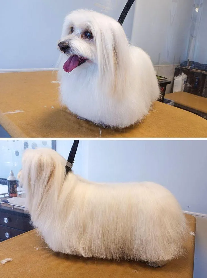 Ідеальне каре Ідеальне каре