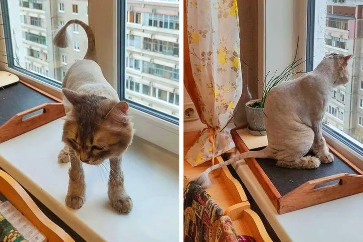 Після цієї стрижки котика доводиться втішати Після цієї стрижки котика доводиться втішати