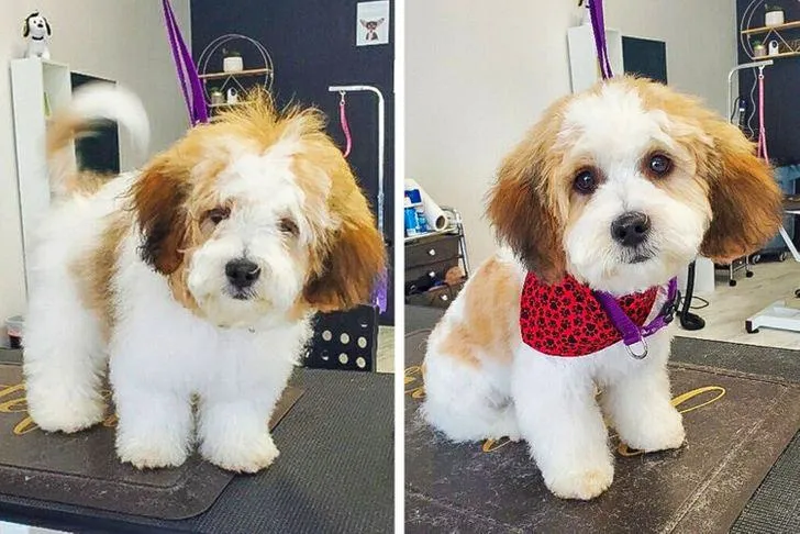 Перша стрижка песика Макса Перша стрижка песика Макса