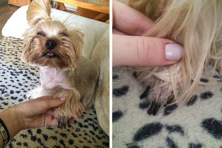 Цьому песику дуже кумедно підстригли лапки Цьому песику дуже кумедно підстригли лапки