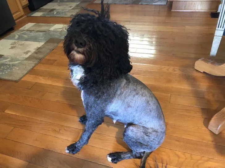 Коли вирішив самотужки підстригти собаку Коли вирішив самотужки підстригти собаку