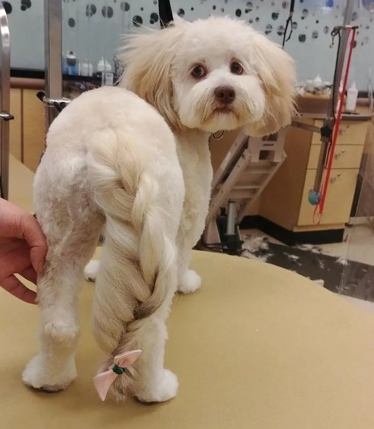 Коли на хвості можна робити чудові зачіски Коли на хвості можна робити чудові зачіски