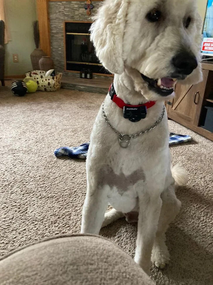 Після стрижки у цього песика з'явився Бетмен на грудях Після стрижки у цього песика з'явився Бетмен на грудях