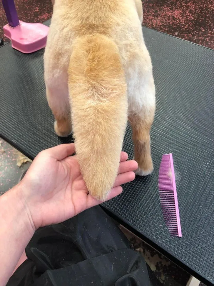 Наймиліший хвостик Наймиліший хвостик