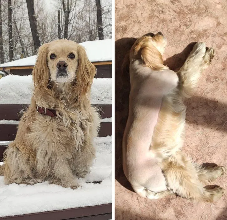 Це схоже на тюнінг собаки Це схоже на тюнінг собаки