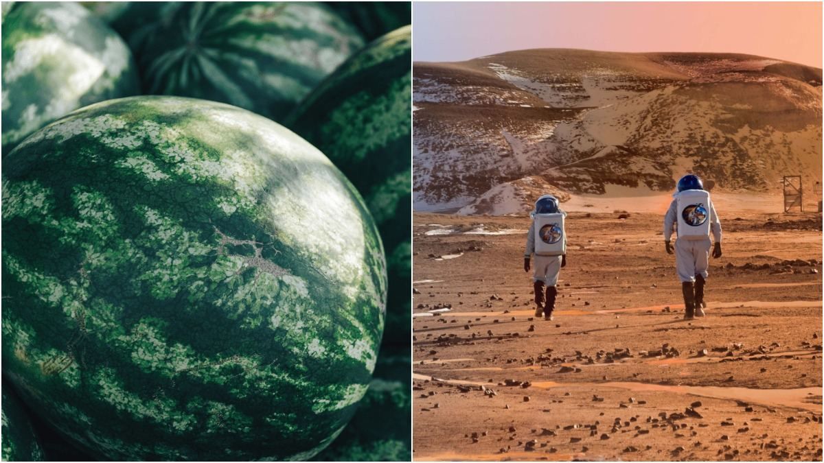 Издание NYT сообщило, что на Марсе растут арбузы Издание NYT сообщило, что на Марсе растут арбузы