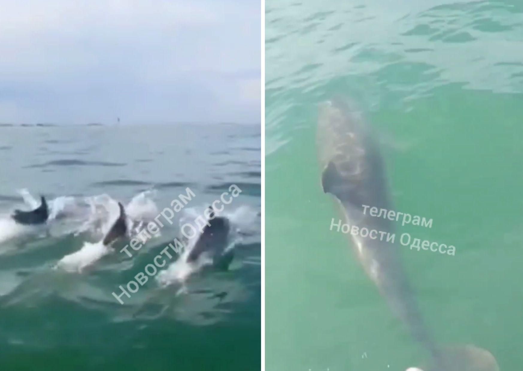 Гонки с дельфинами: под Одессой сняли невероятное видео