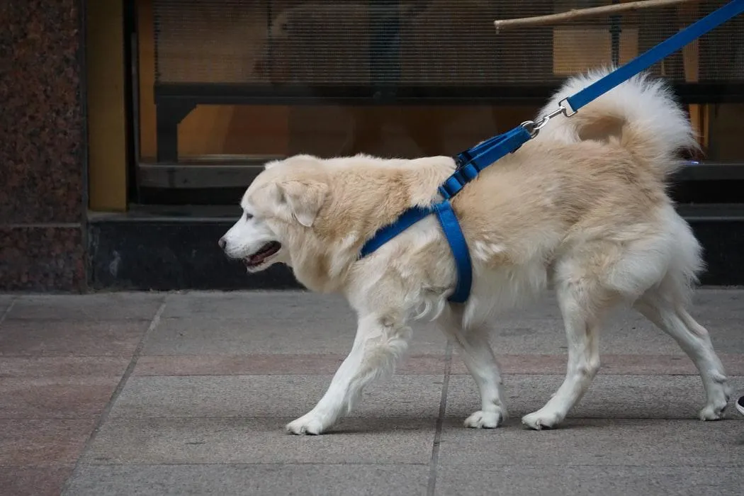 Умение разговаривать с собакой поможет на улице
