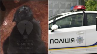 На Хмельниччині поліцейський знущався з кота, бо той не давав йому спати