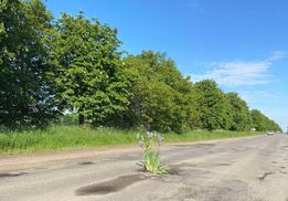 На Вінниччині люди саджають квіти у вибоїни на дорогах: курйозні фото
