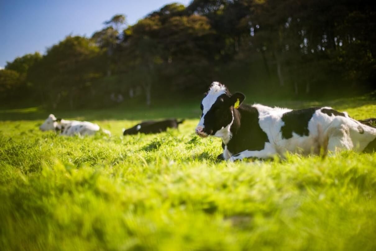 Корова в Кривом Роге упала в яму: ее освобождали 13 человек