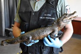 Чоловік намагався вивезти до Польщі рідкісного крокодила у багажнику авто: фото, відео
