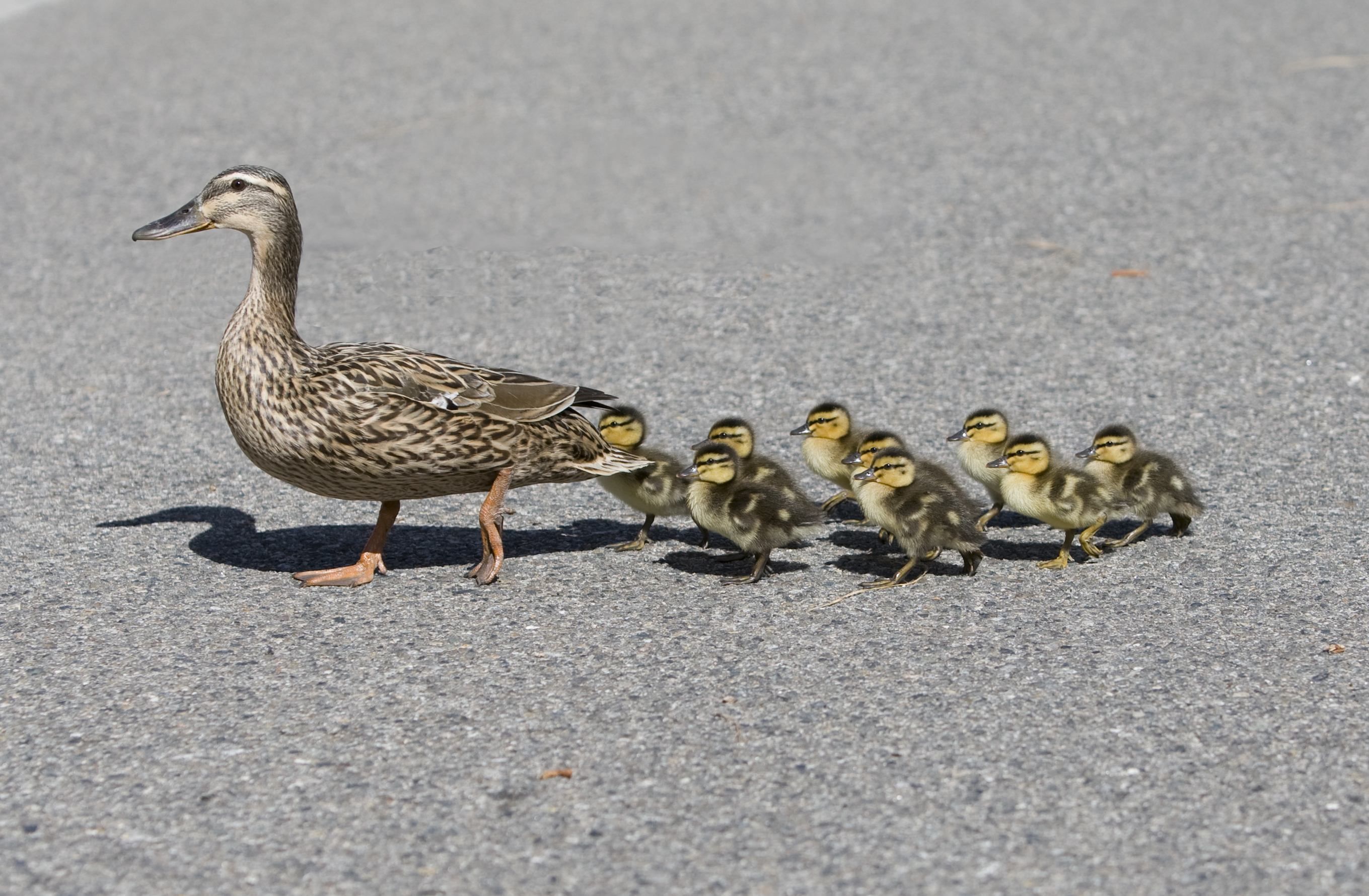 В Киеве изверг на Mercedes намеренно наехал на утят: видео 18+ В Киеве изверг на Mercedes намеренно наехал на утят: видео 18+