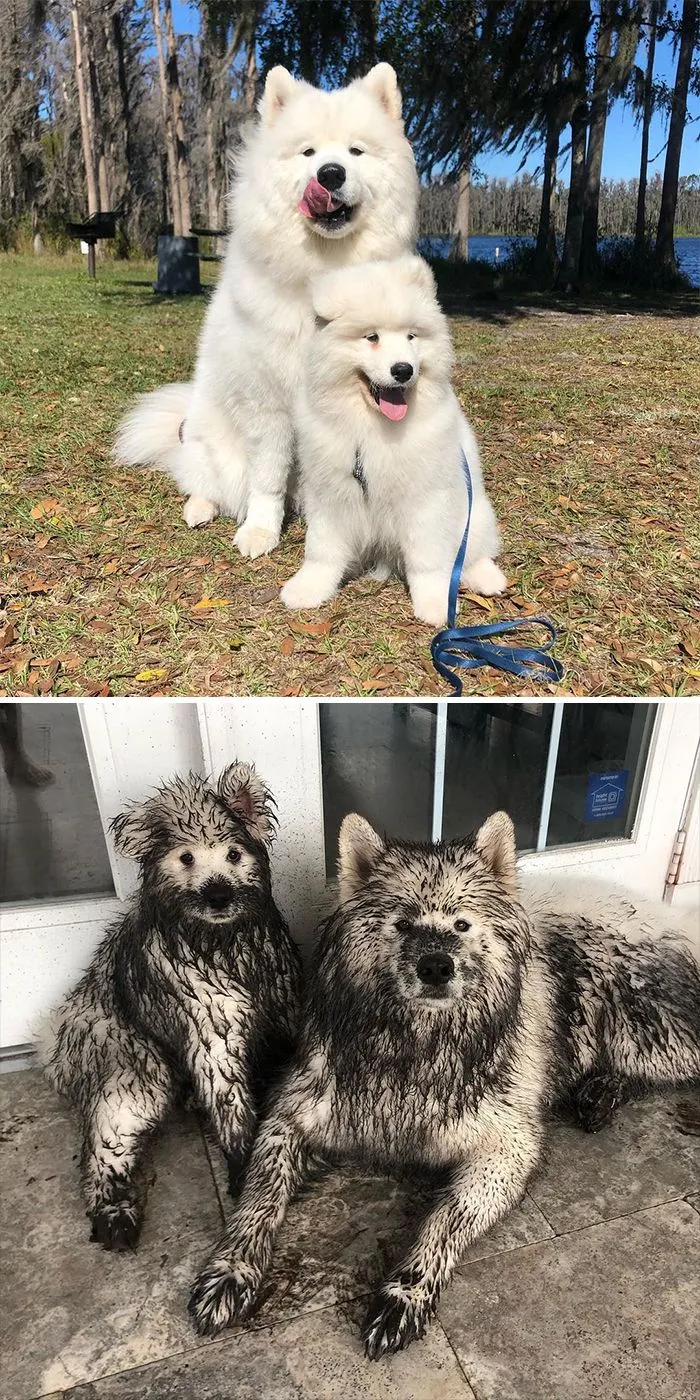 Когда собак оставили без присмотра на 5 минут Когда собак оставили без присмотра на 5 минут